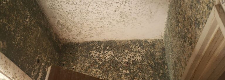 Extensive black mold infestation on walls and ceiling requiring professional remediation services