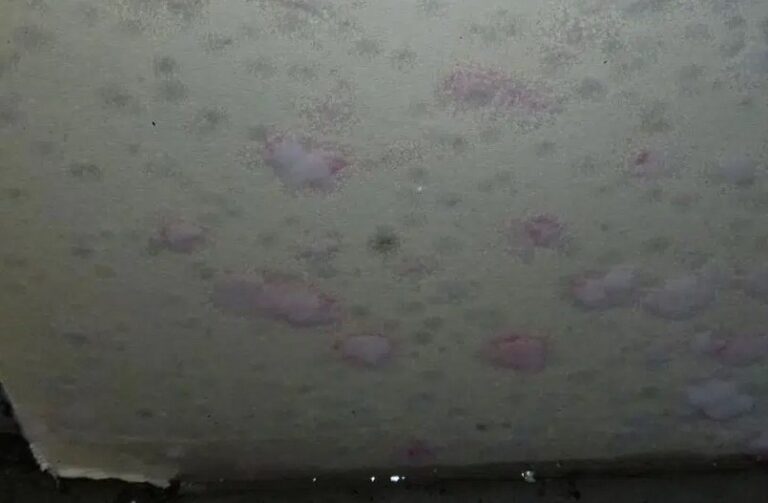 Pink mold patches spreading across a ceiling highlighting the need for professional remediation services