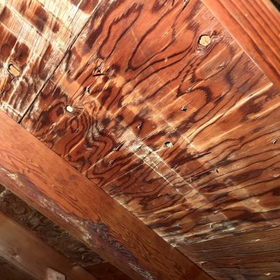 Mold-covered attic wood highlighting the need for MRC Restoration’s professional attic mold remediation services.