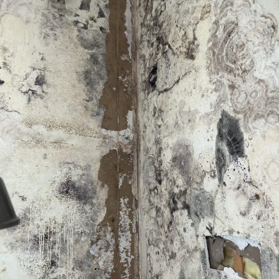 Visible mold damage in a restaurant, requiring urgent commercial mold remediation services.