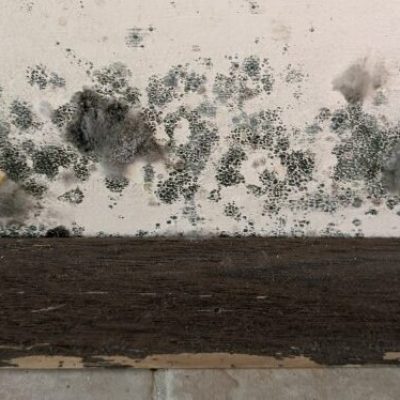 Close-up of extensive mold colonies along a basement wall, emphasizing the need for MRC Restoration's expert basement mold remediation services.